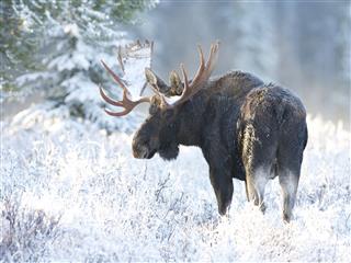 An American moose in a forest clearing, showing its broad brown body and characteristic hump
