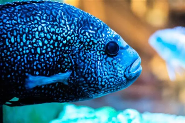 Jack Dempsey fish