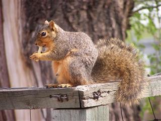 Squirrel munching on seeds near a bird feeder