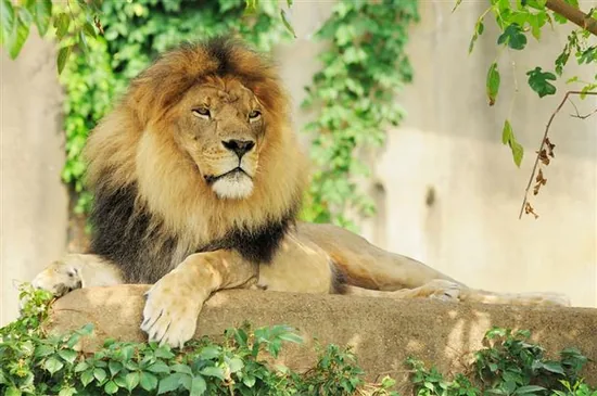 Southeast African or Transvaal lion (Panthera leo krugeri) with a full mane