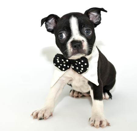 Boston terrier puppy