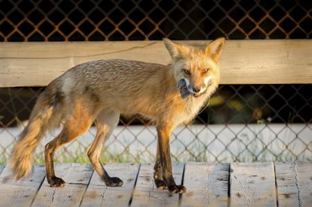 A red fox sniffing at the ground, hunting for buried food