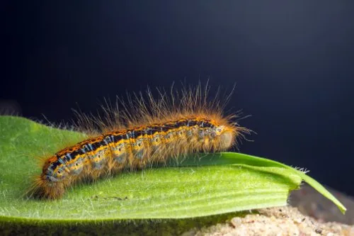 Brightly colored warning caterpillar on a leaf