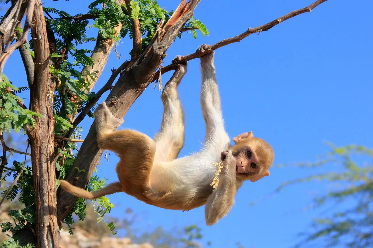 Rhesus macaque climbing a tree near a temple in India