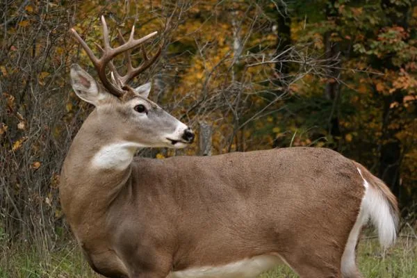 White-tailed deer buck standing in an autumn deciduous forest