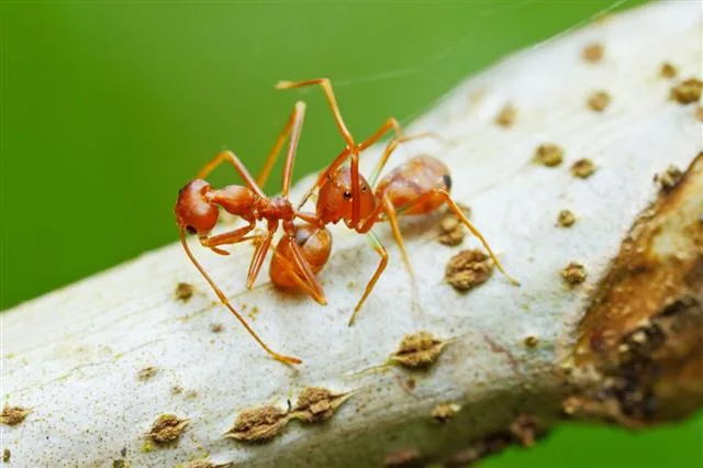 Ant mimic crab spider showing body structure
