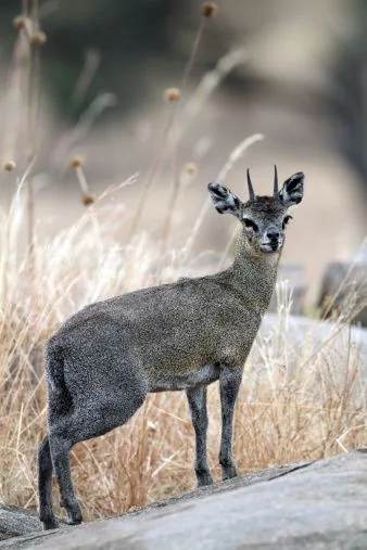 Klipspringer antelope