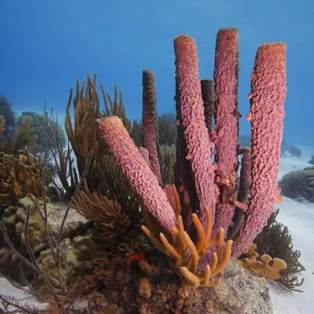 Stovepipe sponge