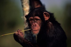 Chimpanzee in the forest