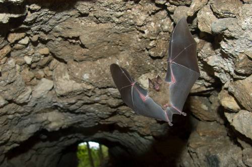 Jamaican fruit bat