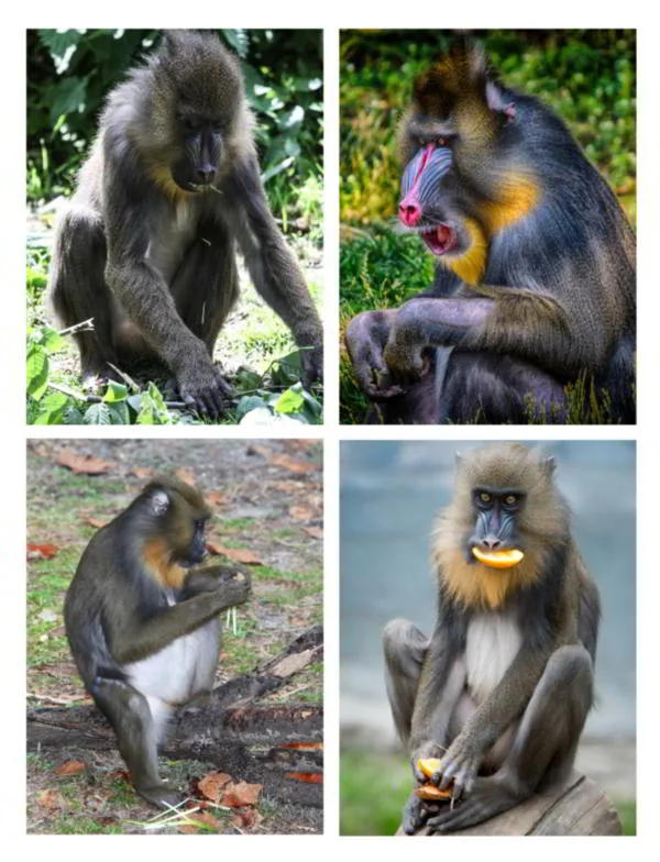 Mandrill foraging for food including fruits and seeds