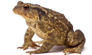 Common toad - Bufo bufo