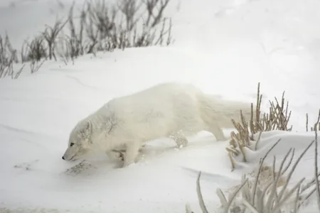 Arctic fox in its white winter coat walking across snow-covered tundra