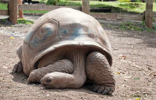 Aldabra giant tortoise resting on the ground
