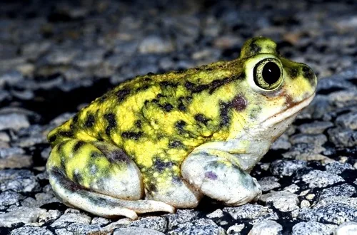 Couch's spadefoot toad - Scaphiopus couchii