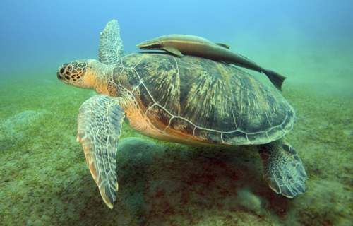 Green sea turtle swimming