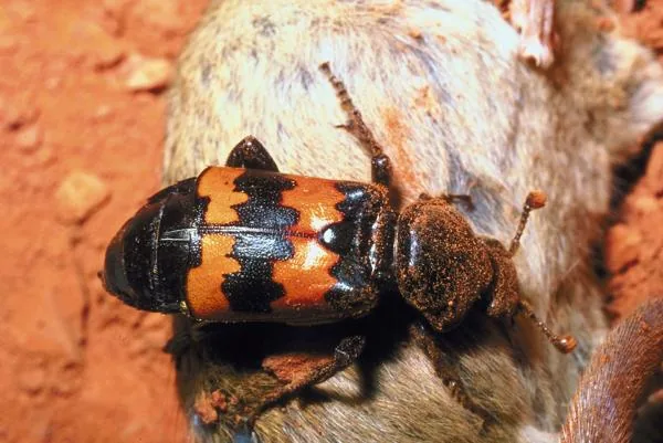 American burying beetle with orange-red markings
