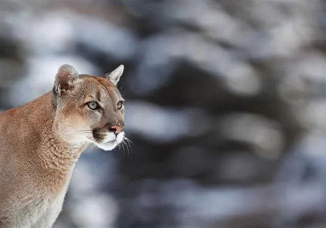 Portrait of a cougar, mountain lion, puma, amber eyes, round ears, tawny coat