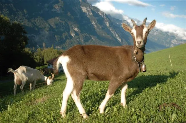 A young mountain goat standing on grass