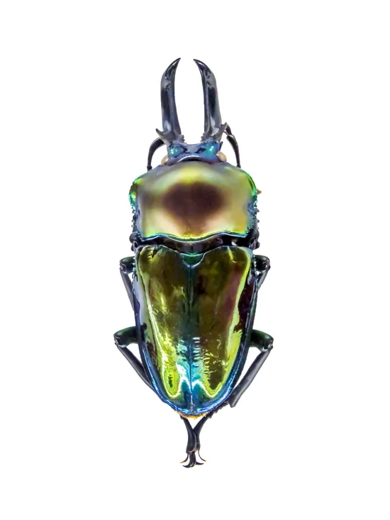 Stag beetle with large mandibles