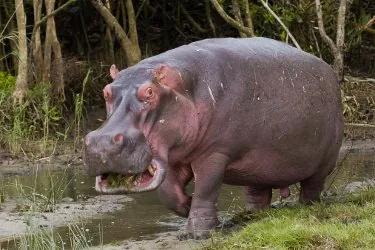 Hippopotamus with mouth wide open showing massive teeth