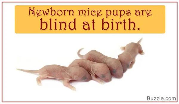 Newborn mouse pups blind at birth, their eyes are sealed shut
