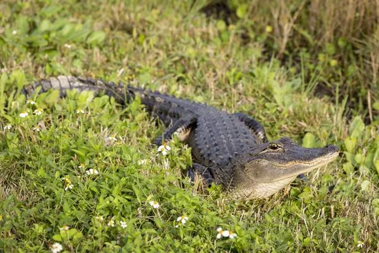 American alligator