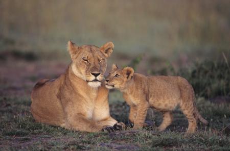 Lioness with her cub nestled close
