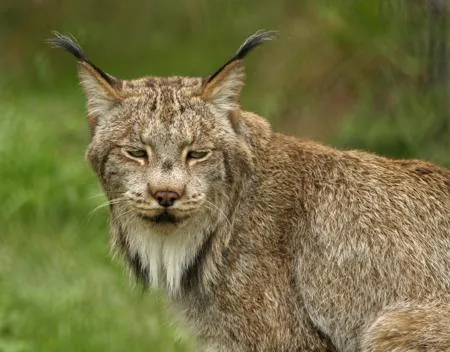 Close-up of a Canadian lynx face showing the long black ear tufts and thick facial ruff