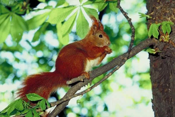 Eurasian red squirrel clinging to a tree branch