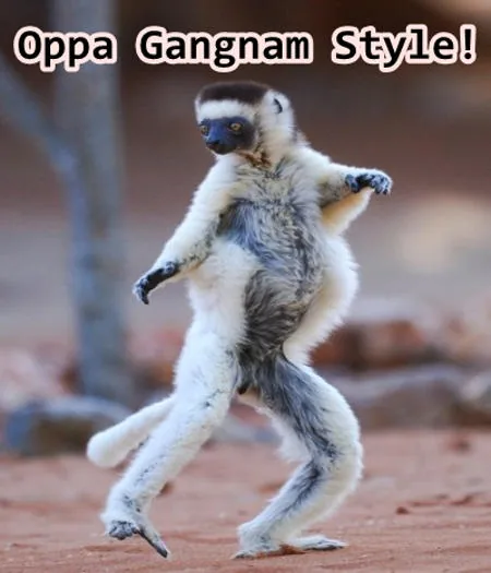 Gangnam monkey
