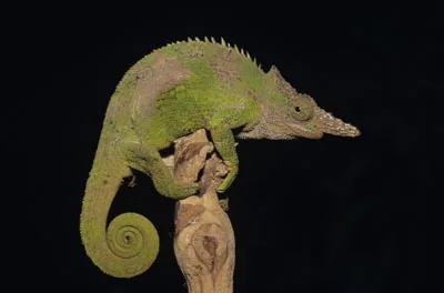 Fischer's Chameleon showing prominent horn on forehead