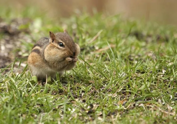Eastern chipmunk with cheek pouches full of food