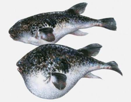 The original and inflated forms of a blowfish side by side