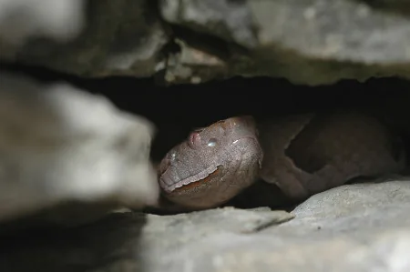 Copperhead snake camouflaging itself among dead leaves