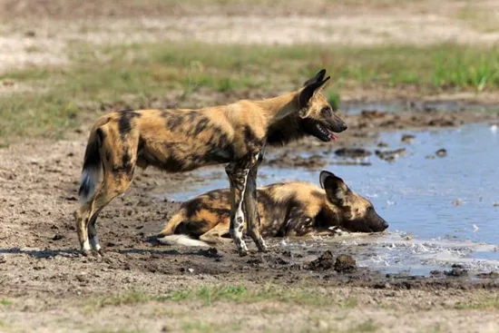 Wild dogs