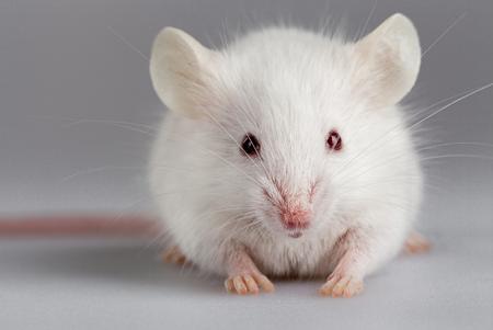 Albino mouse
