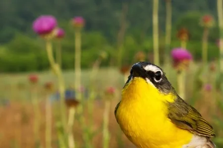 Yellow Chat (Dawson) (Epthianura crocea macgregori)