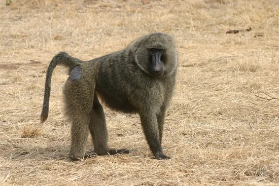 Baboon monkey with long dog-like muzzle