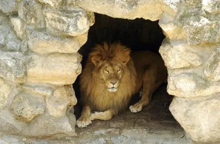 Lioness resting in a rocky den