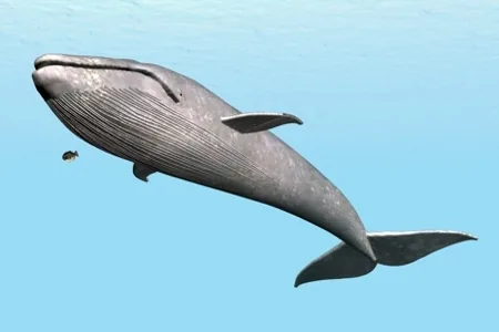 Blue Whale (Balaenoptera musculus)