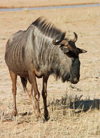 Wildebeest