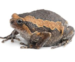 Banded bullfrog - Kaloula pulchra