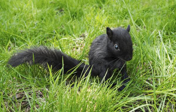 Juvenile baby black squirrel on a branch