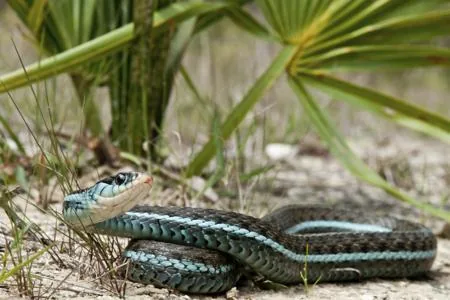A blue-striped garter snake resting on a surface.