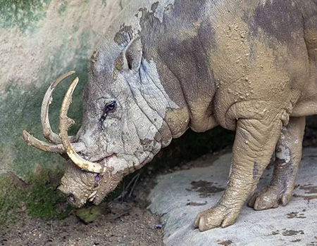 Babirusa, the pig-deer of Sulawesi with tusks growing through its snout