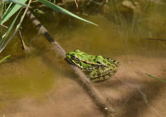 Balkan frog