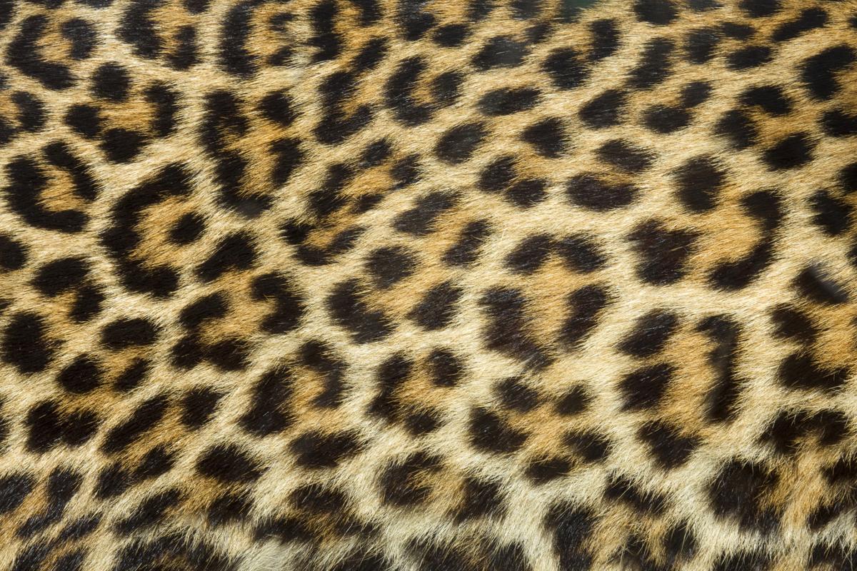 Close-up of leopard fur showing rosettes, black patches with a brown center