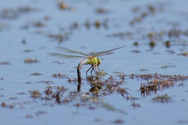 Giant dragonfly near pond