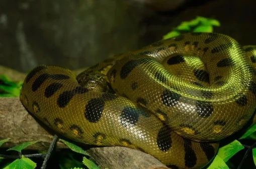 Green Anaconda, the world's heaviest snake